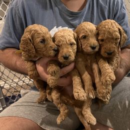 Goldendoodle Puppies from GG's Doodles