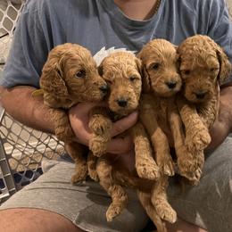 Goldendoodle Puppies from GG's Doodles