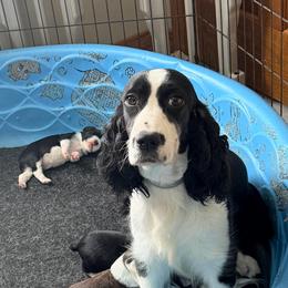 Jazzie - English Springer Spaniel