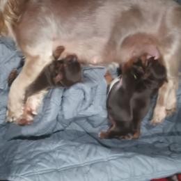 Yorkshire Terrier puppies from Misty's Yorkshire Terriers