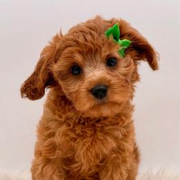 ReadyNow - Red male Cavapoo puppy in Pentwater, Michigan from Dumaw Creeks Pups
