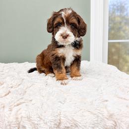 Sylvie - Chocolate female Labradoodle puppy in Springfield, Ohio from Dawson & Daryn's Royal Companions