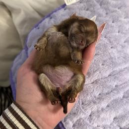 Brissa - Chocolate and tan female Pomeranian puppy in Phoenix, Arizona from Luxpomz