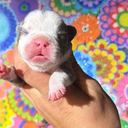 Female 2 - Blue female French Bulldog puppy in Monterey, Louisiana from McaysKennels