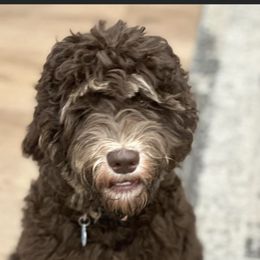 Sadie - Australian Labradoodle