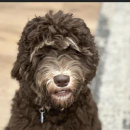 Sadie - Australian Labradoodle