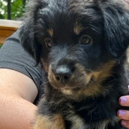 Boo - Black tri Miniature Australian Shepherd puppy in Ellijay, Georgia from Cartecay Mountain Aussies