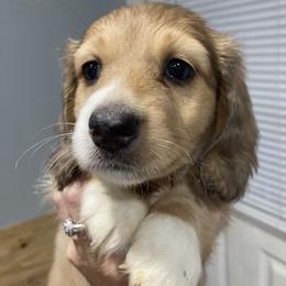 Dachshund Puppies from Mimidachs of Texas
