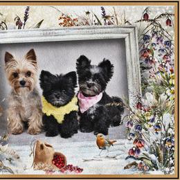 Yorkshire Terrier Puppies from Yorkies By Cheri