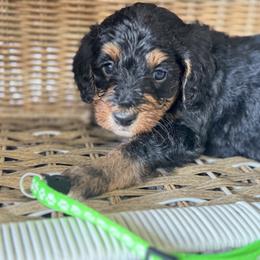 Lime green - Tri-color female Bernedoodle puppy in Valdosta, Georgia from Fifth Day Farm