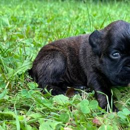 Boxer Puppies from Von Royal Dell’Infinite