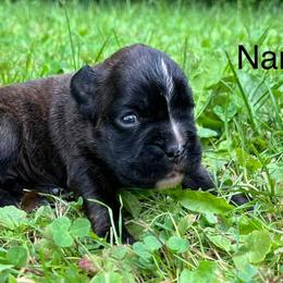 Boxer Puppies from Von Royal Dell’Infinite