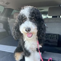 Trixie - Bernedoodle
