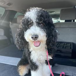 Trixie - Bernedoodle