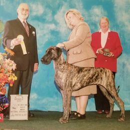 Great Dane Puppies from DaneDreams