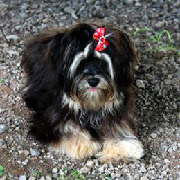 Cherokee - Havanese