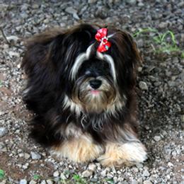 Cherokee - Havanese
