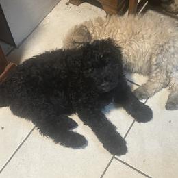 Girl2 - Black female Bouvier des Flandres puppy in Bethlehem, Connecticut from Bouviers Gate House