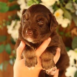 Ron Weasley - Red tri-color male Australian Shepherd puppy in Turlock, California from HCA Aussies