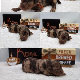 Kona - Merle male Goldendoodle puppy in Summerville, South Carolina from Channys Doodles
