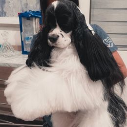 Cocker Spaniel All Grown Up from Dovecreek Cockers