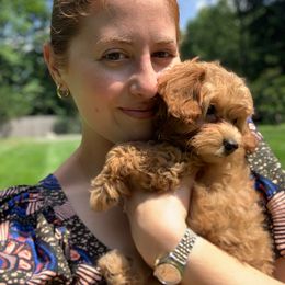 Maltipoo All Grown Up from Maltipoo FurBabies