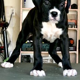 Boxer Puppies from Venician Boxers