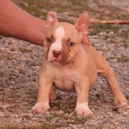 Tristán - Red sable male American Bully puppy in Orlinda, Tennessee from SimplyBullies