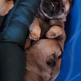 Miniature Schnauzers and Pugs from Blue Haven Stable
