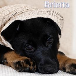 Brietta - Black and cream female German Shepherd puppy in De Land, Florida from 3B’s Animal Artistry