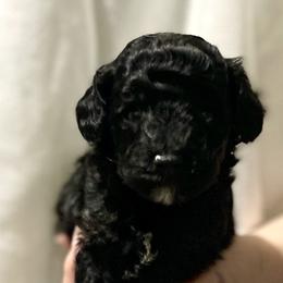 Orange Collar - Black male Poodle puppy in Macon, Georgia from Mystic Mini Poodles