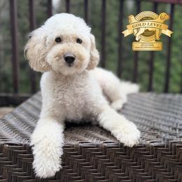 Coco - Goldendoodle