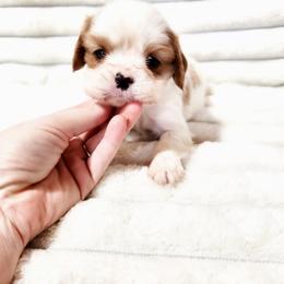 Cruze - Blenheim male Cavalier King Charles Spaniel puppy in Wilburton, Oklahoma from My Kids Kennel