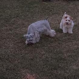 Kaiya - Miniature Schnauzer