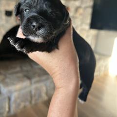 Pumpkin - Brown and white female Shichon puppy in Seymour, Tennessee from Mel’s Teddy Bear Puppies