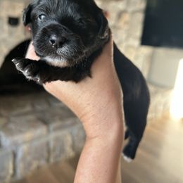 Pumpkin - Brown and white female Shichon puppy in Seymour, Tennessee from Mel’s Teddy Bear Puppies