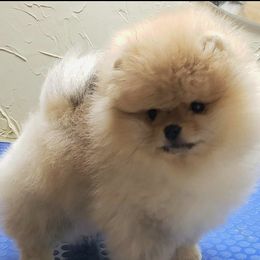 Pomeranian Puppies from Pardi Poms