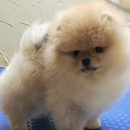 Pomeranian Puppies from Pardi Poms