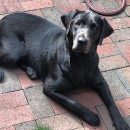 Cinder - Labrador Retriever