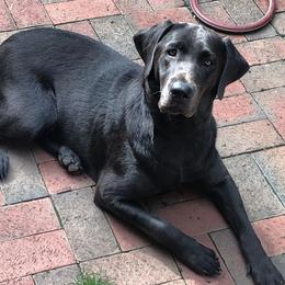 Cinder - Labrador Retriever