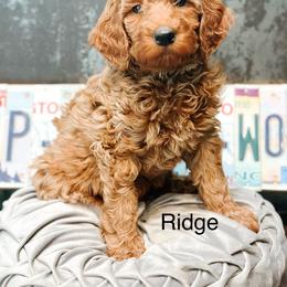 Ridge - Red  male Goldendoodle puppy in Pasco, Washington from Camp Doodle Woods