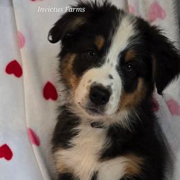 Atalanta - Black tri-color female Australian Shepherd puppy in Smithfield, Utah from Invictus Farms