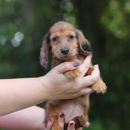 Dachshund Puppies from EntityDachs