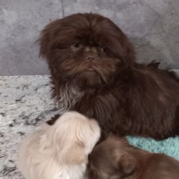 Boy 1 - Liver Shih Tzu puppy in Austin, Minnesota from Bearpaw Shih Tzus