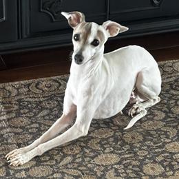 Queenie - Italian Greyhound