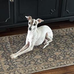 Queenie - Italian Greyhound
