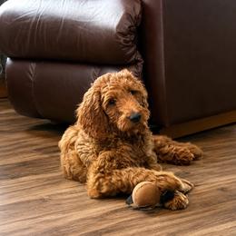 Murphy - Red male Irish Doodle puppy in Hammond, Wisconsin from Queen of the Hill Puppies