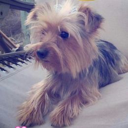 Penny - Yorkshire Terrier