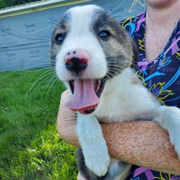 Darcie- Pink Collar - Brindle female Border Collie puppy in Chester, Vermont from Countryside Border Collies