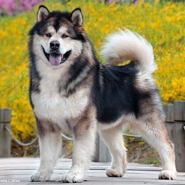 Alaskan Malamutes from Snowlion Alaskan Malamutes